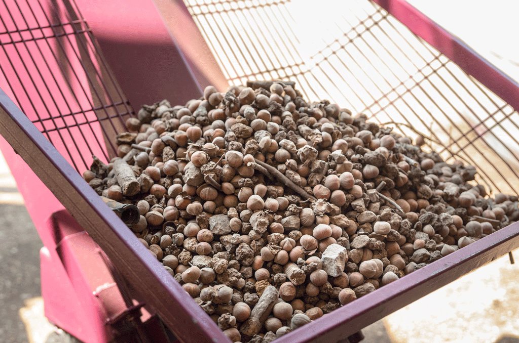 Impianto Vulcano, pulitura a secco nocciole