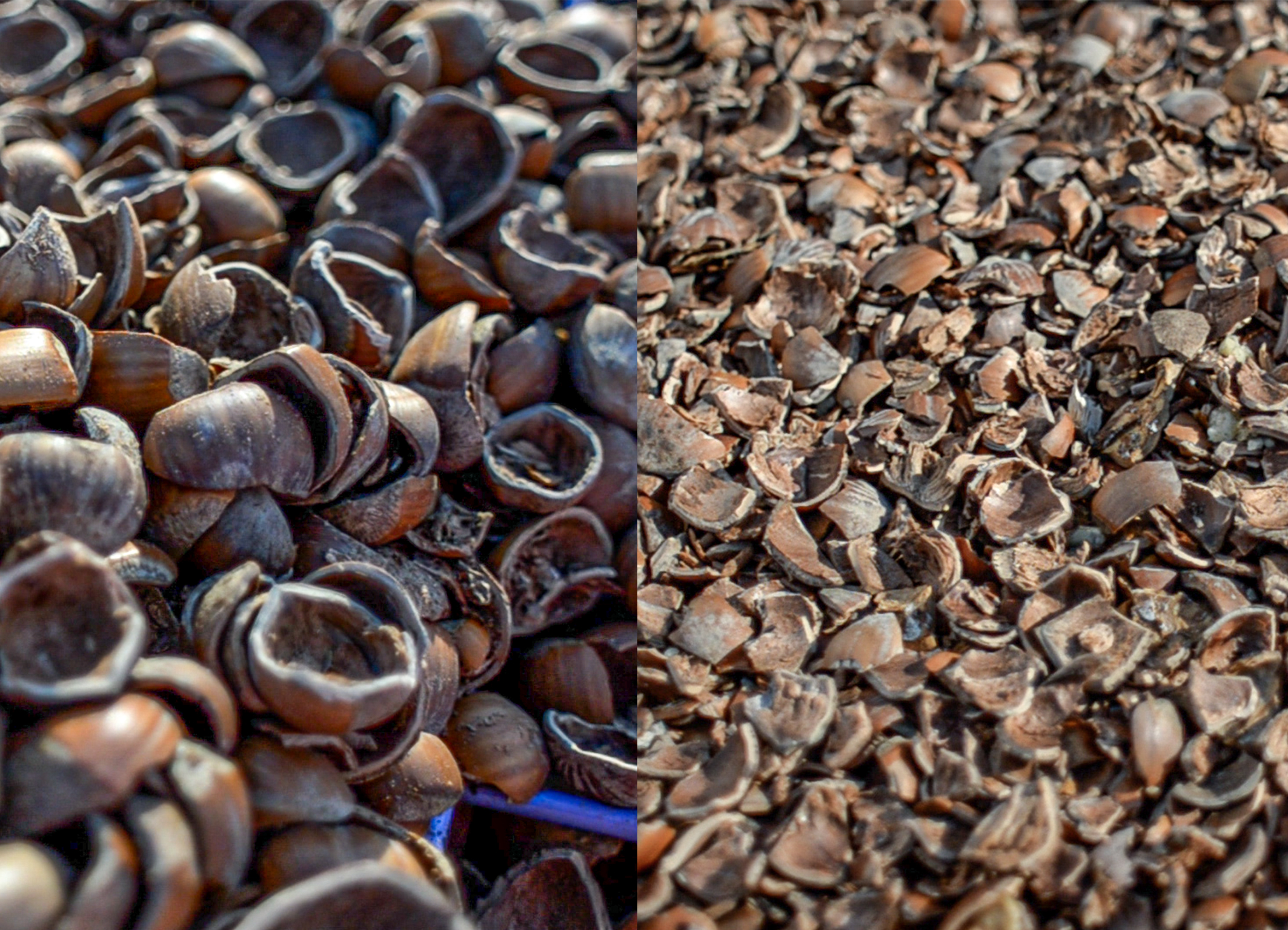 BIUTRITURATORE GUSCI